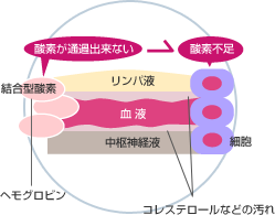 体内の酸素のしくみ 結合型酸素