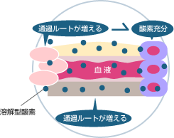 体内の酸素のしくみ　溶解型酸素